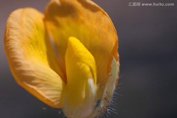 花生花