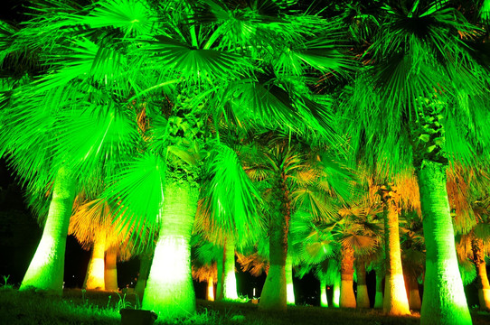 灯光照射的棕榈
