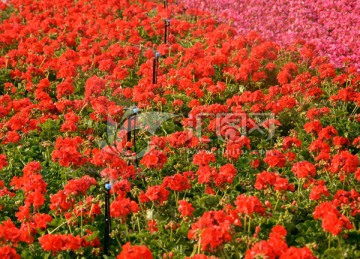 花卉背景