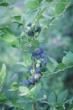 蓝莓果树
