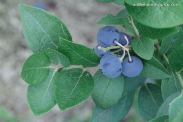 蓝莓果树