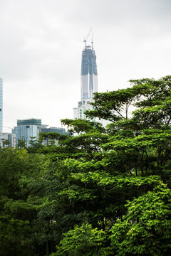 高楼与绿化