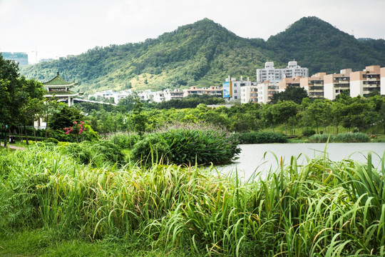 深圳湿地公园