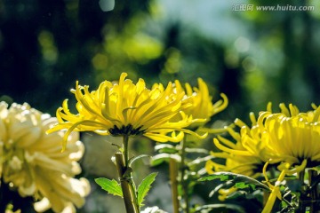 菊花