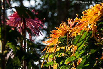 菊花