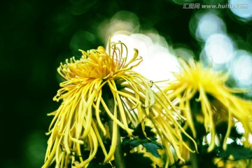 菊花