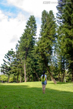 公园里的松树与绿色草地