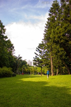 公园的绿色树林和草地