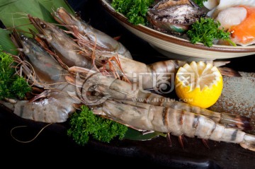 日本对虾 竹节虾
