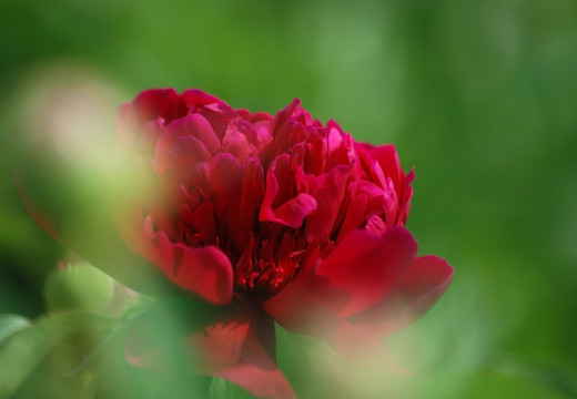 芍药花