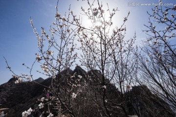 箭扣长城花季 逆光 蓝天白云