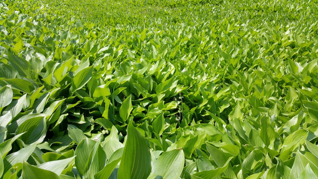 绿油油的大叶草地