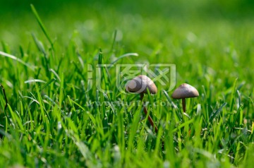 草地野生蘑菇