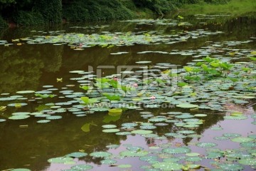 水面荷花