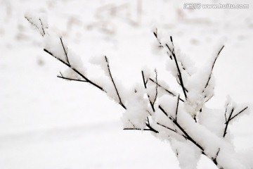 雪枝