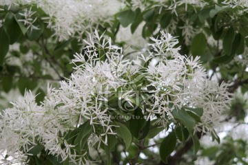 流苏树 流苏花