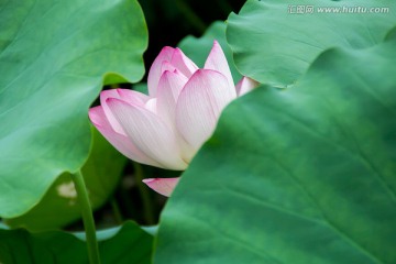 荷花荷叶
