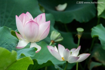 荷花绿荷