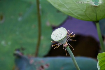 荷花莲蓬