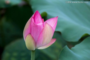 荷花荷叶