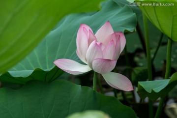 荷花绿荷