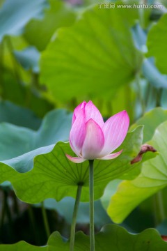 荷花绿荷