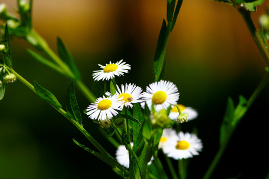 小菊花