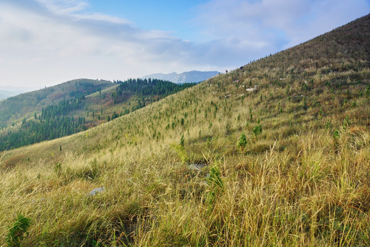 高山草甸