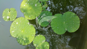 大雨后荷叶上的水珠