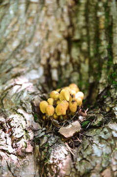 野生菌