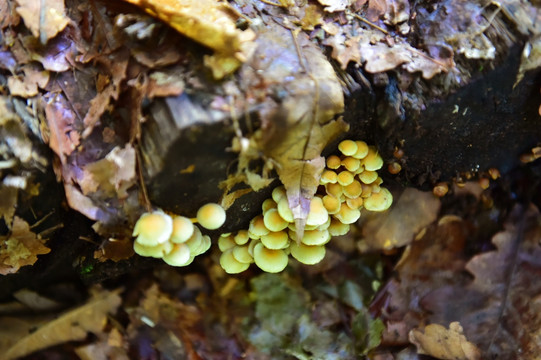 野生蘑菇