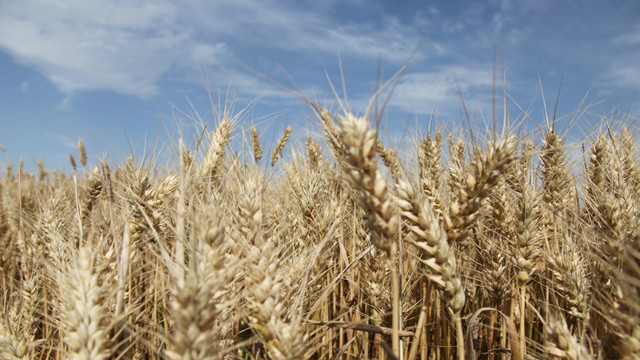 麦子麦田 成熟丰收的麦子