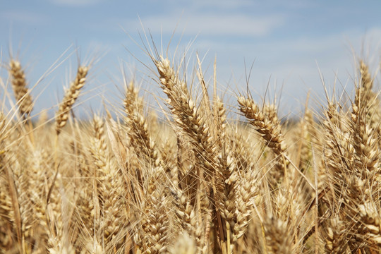 麦子麦田 成熟丰收的麦子