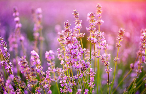 紫红色的薰衣草