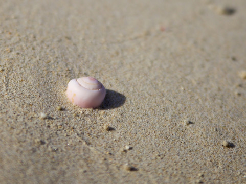 海边沙滩上的粉色蜗牛贝壳