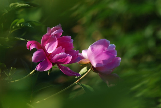 芍药花