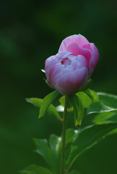 芍药花