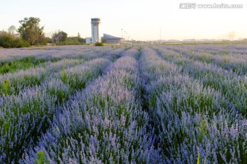 薰衣草