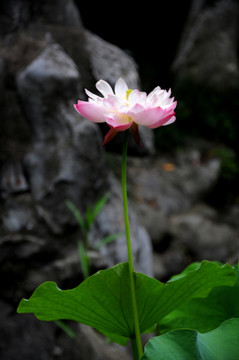 荷花 花卉