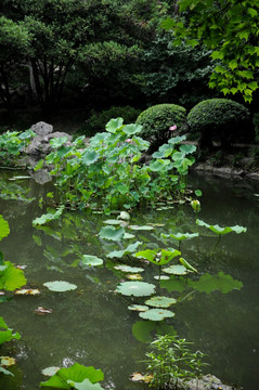 睡莲 莲花