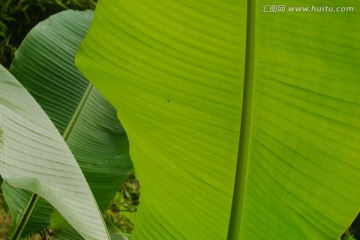 芭蕉叶子