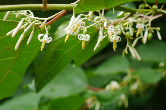 八角枫花