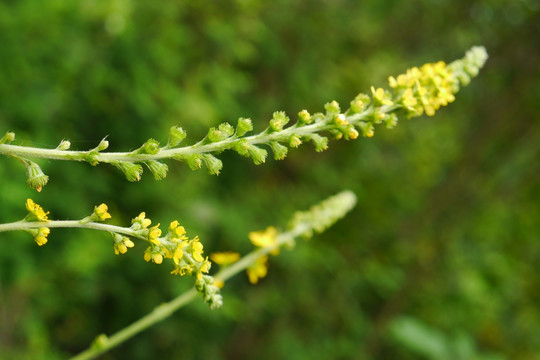 龙芽草