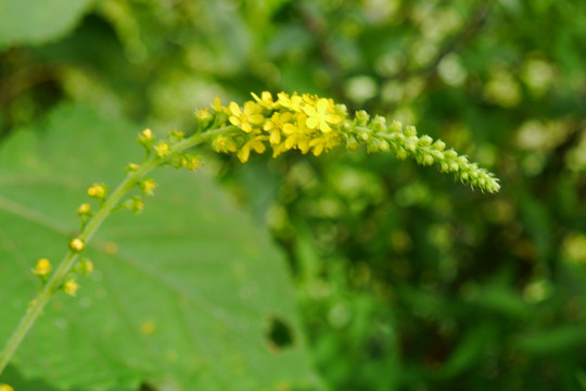 仙鹤草