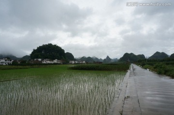 田野