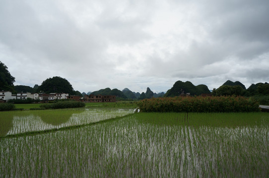 田野