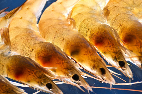 生鲜 青虾