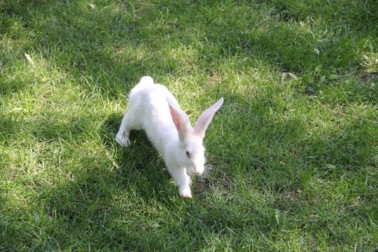奔跑的兔子