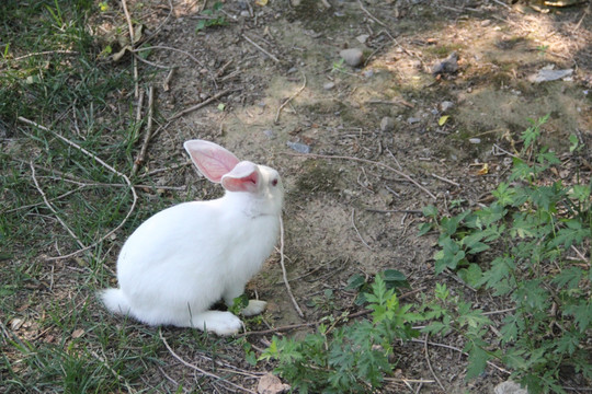 小兔子 兔  兔子