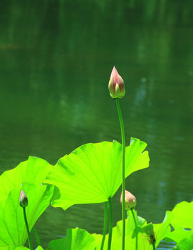 荷花池